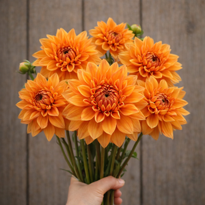 Bouquet of Prince of Orange orange dahlia flowers held against a wooden background