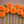 Prince of Orange Dahlias flowers arranged in a row on a brown background