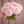 Bouquet of pink Quiet Splendor dahlia flowers held by a hand against a neutral background