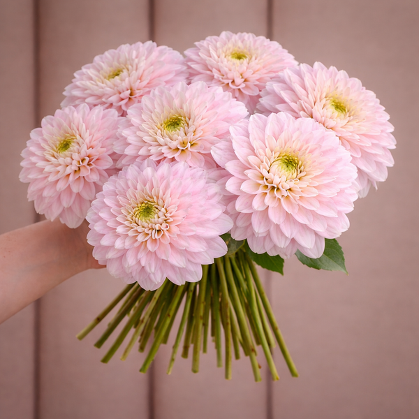 Bouquet of pink Quiet Splendor dahlia flowers held by a hand against a neutral background