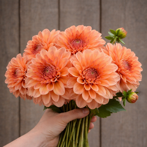 Hand holding a bouquet of peach-colored Robann Butterscotch dahlia flowers against a wooden background