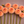 Arrangement of peach-colored Robann Regal Dahlia flowers on a brown background