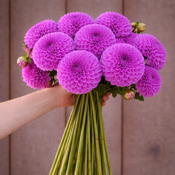 Bouquet of purple Robann Regal dahlia flowers held by a person against a wooden background