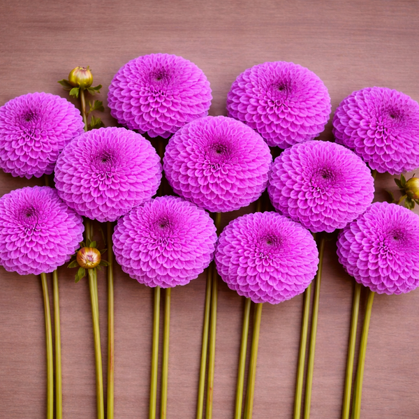 Purple Robann Regal dahlia flowers arranged in a circular pattern on a wooden surface