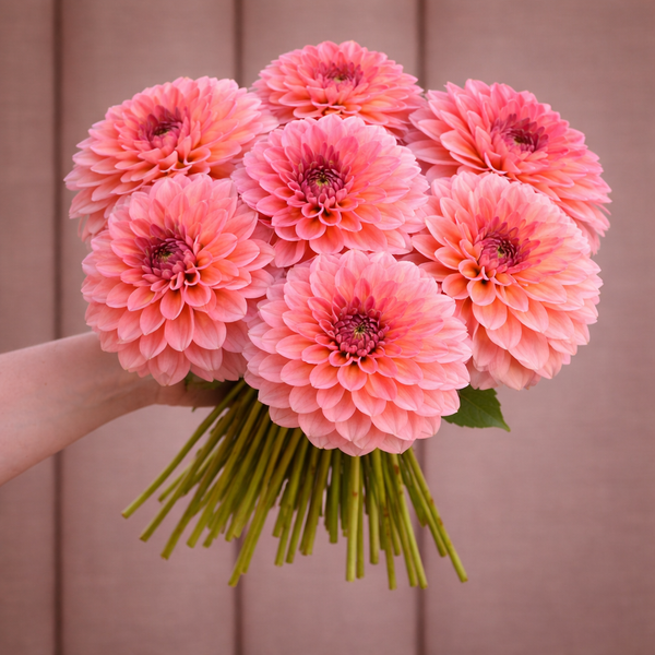 Bouquet of pink Salmon Kiss dahlia flowers held by a person against a wooden background