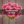 Bouquet of pink flowers labeled 'Salmon Runner 10 Pack' against a brown background