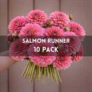 Bouquet of pink flowers labeled 'Salmon Runner 10 Pack' against a brown background