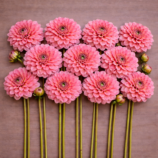 Salmon Runner flowers arranged in a grid on a wooden surface