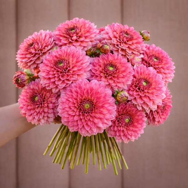 Bouquet of Salmon Runner dahlia flowers held by a person against a neutral background
