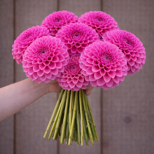 Bouquet of pink Sandra dahlia flowers held by a person against a neutral background