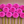 Pink Sandra dahlia flowers arranged in a grid on a wooden surface