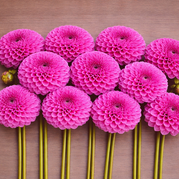 Pink Sandra dahlia flowers arranged in a grid on a wooden surface
