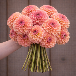Bouquet of peach Sebastian dahlia flowers held by a person against a wooden background