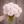 Bouquet of light pink silver years dahlia flowers held by a hand against a wooden background