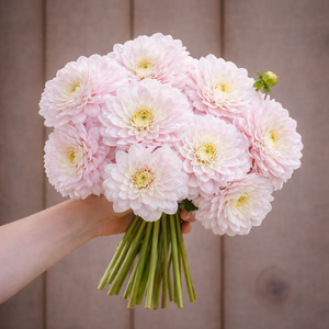 Bouquet of light pink silver years dahlia flowers held by a hand against a wooden background