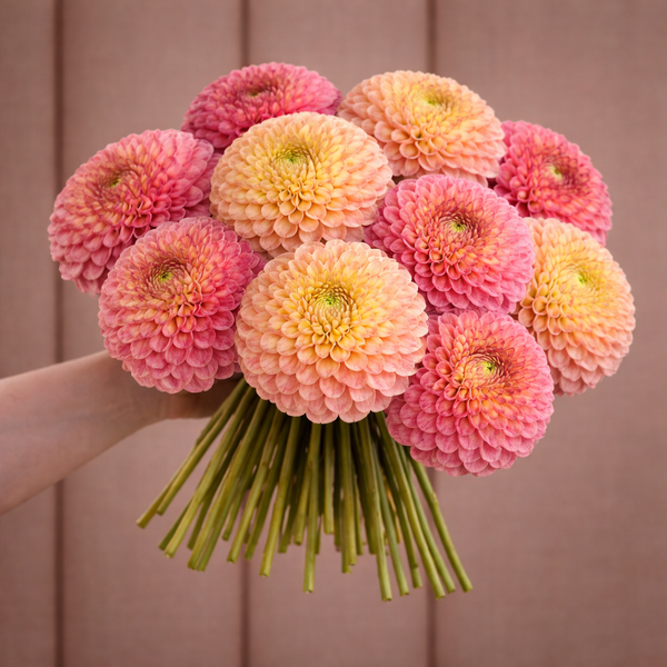 Bouquet of pink and peach-colored Snoho Doris dahlia flowers held by a person against a neutral background