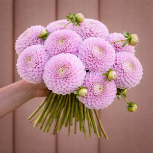 Bouquet of pink Snoho Sonia dahlia flowers held by a person against a brown background