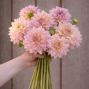 Hand holding a bouquet of pink Strawberry Ice Dahlia flowers against a wooden background