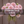 Bouquet of pink flowers labeled 'Strawberry Cream 5 Pack' against a brown background
