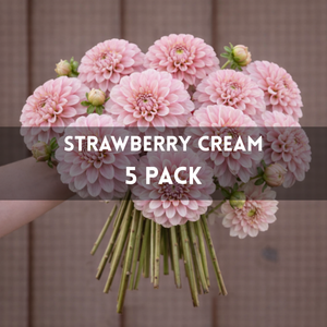 Bouquet of pink flowers labeled 'Strawberry Cream 5 Pack' against a brown background