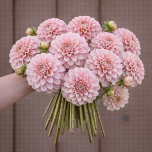 Strawberry and Cream pink dahlia bouquet held by a person against a brown background