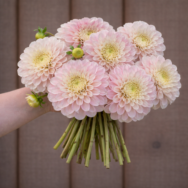 Bouquet of light pink Sweet Nathalie dahlia flowers held by a person against a brown background