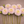 Pink Sweet Nathalie dahlia flowers with green stems arranged on a wooden surface