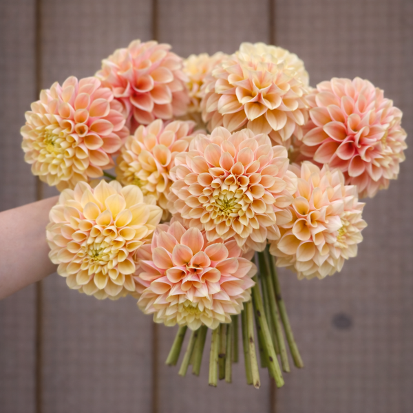 Bouquet of peach-colored Sweet Suzanne dahlias held by a person against a wooden background