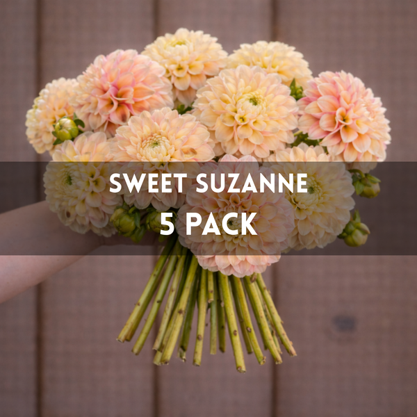 Bouquet of flowers labeled 'Sweet Suzanne 5 Pack' held by a person against a wooden background.