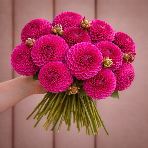 Bouquet of bright pink flowers held by a person against a wooden background