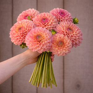 Bouquet of pink Triple Lee Dee dahlia flowers held by a hand against a wooden background