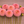 Pink Triple Lee Dee Dahlia flowers arranged in a row on a wooden surface