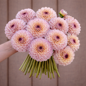 Bouquet of pink Wine Eyed Jill dahlia flowers held by a person against a neutral background