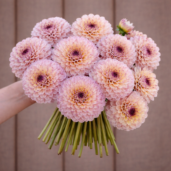 Bouquet of pink Wine Eyed Jill dahlia flowers held by a person against a neutral background
