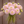 Bouquet of pink Wizard of Oz 
flowers with green stems held by a person against a brown background