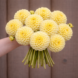 Bouquet of yellow Creamy dahlia flowers held by a person against a brown background