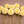 Yellow Creamy dahlia flowers arranged on a wooden surface