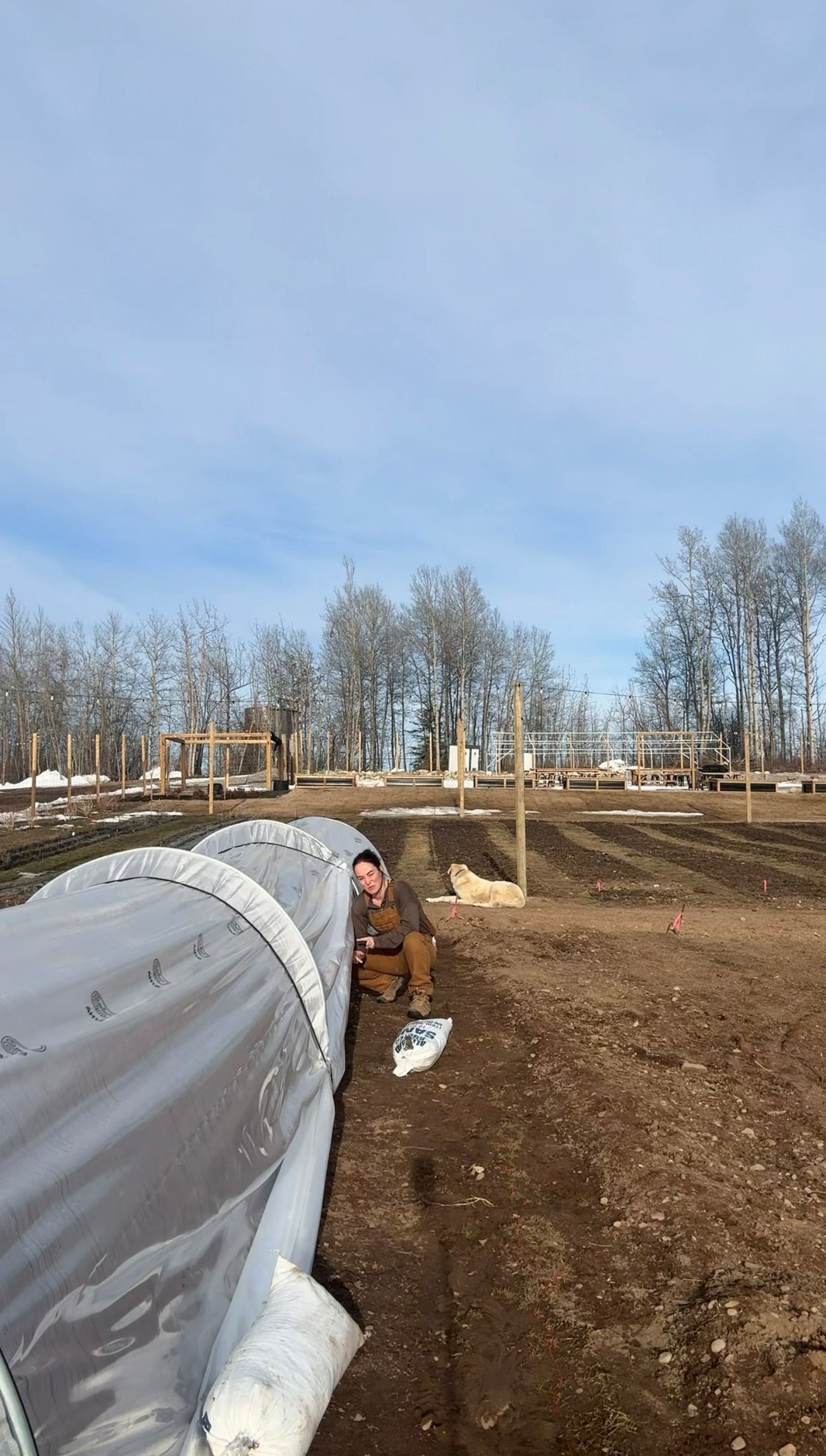 Cory beside the low tunnel covering 5,000 tulips planted in the ground in our zone 3 flower field at Charlie Lake BC, April 2026